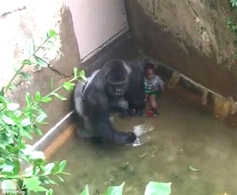 Cincinnatis Harambe Gorillas Name Giver Shares Heartwarming Video Of