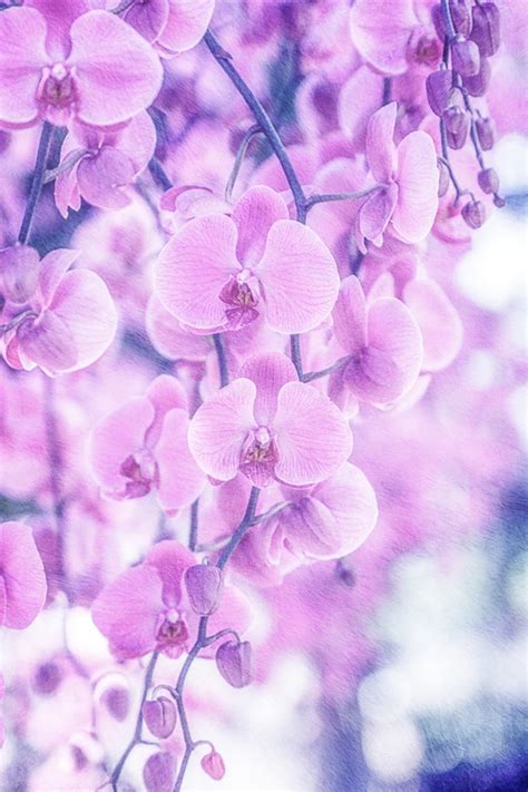 Items Similar To Radiant Orchid Print Dendrobium Orchids Photo