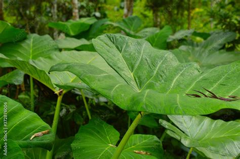 Colocasia Plants With Huge Leaves Stock Photo Adobe Stock