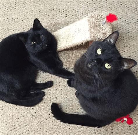Monk And Bean Are 2 Black Cats Who Rescued Their Human Catster
