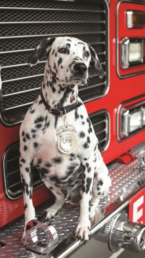 Pin By Give To A Hero On Fire Dogs Dalmatian Dogs Rescue Dogs Dogs