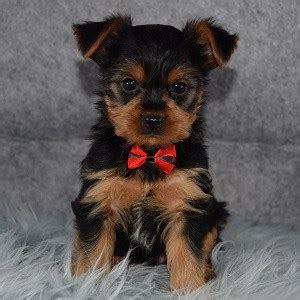 They are curious and intelligent and responsive to positive reinforcement training. Yorkie Puppies for Sale in PA | Yorkie Puppy Adoptions