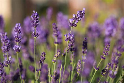 How To Grow English Lavender