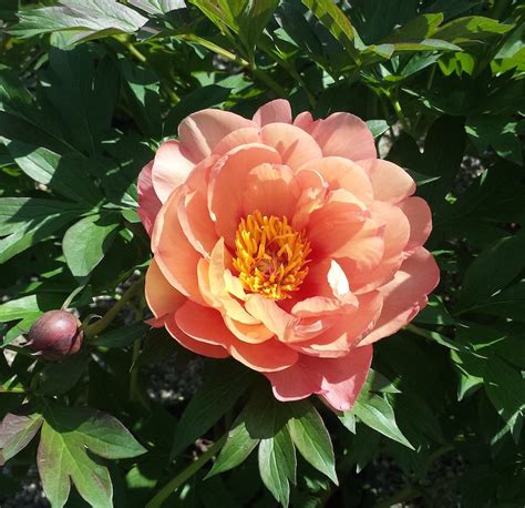 Plant Of The Month Itoh Peony Cording Landscape Design