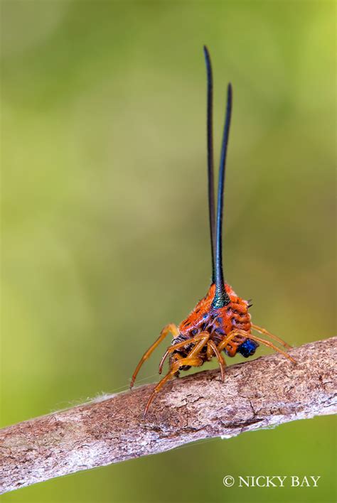 These Are The Most Exquisitely Weird Spiders You Will Ever