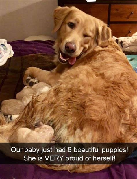 50 Proud Dog Mommies With Their Puppies New Pics Artofit