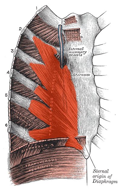 Transversus Thoracis Muscle Wikipedia