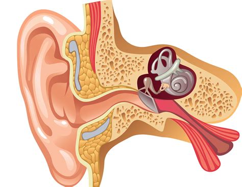 An Investigation Into Cochlear Hpa Like Signalling