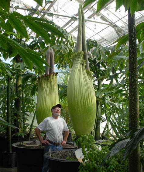 While there are inflorescences that may appear to be a larger flower than rafflesia arnoldii, they are technically made up of many small flowers. World's tallest plant ready to bloom in Niagara: The Real ...