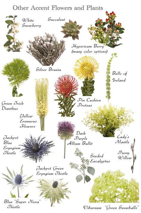 Different Flower Names List Of Flower Names A To Z With Pictures