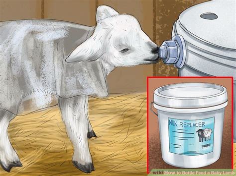How To Bottle Feed A Lamb Successfully Artofit