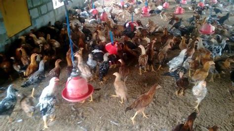 3 Day Old Srs Breed Chicken At Rs 30piece Magadi Bengaluru Id