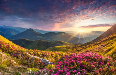 Magic Pink Rhododendron Flowers In The Mountains Summer Sunrise Stock