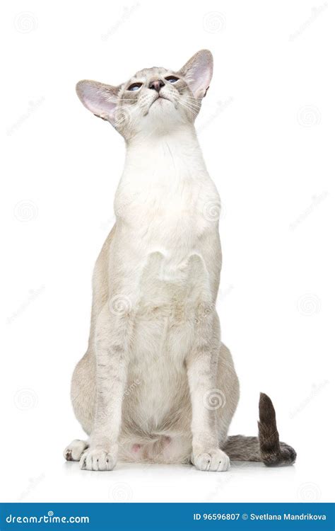 Beautiful Oriental Siam Cat Stock Image Image Of Playful Looking