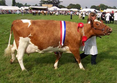 Fileayrshire Cow Wikimedia Commons