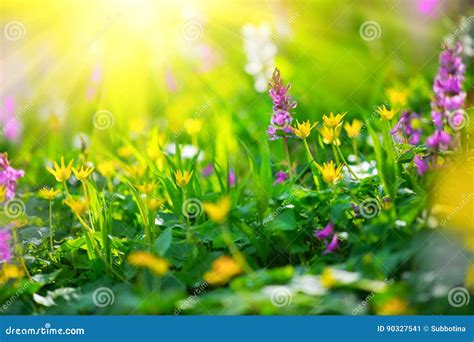 Spring Wildflowers Meadow Field With Wild Flowers Stock Image Image