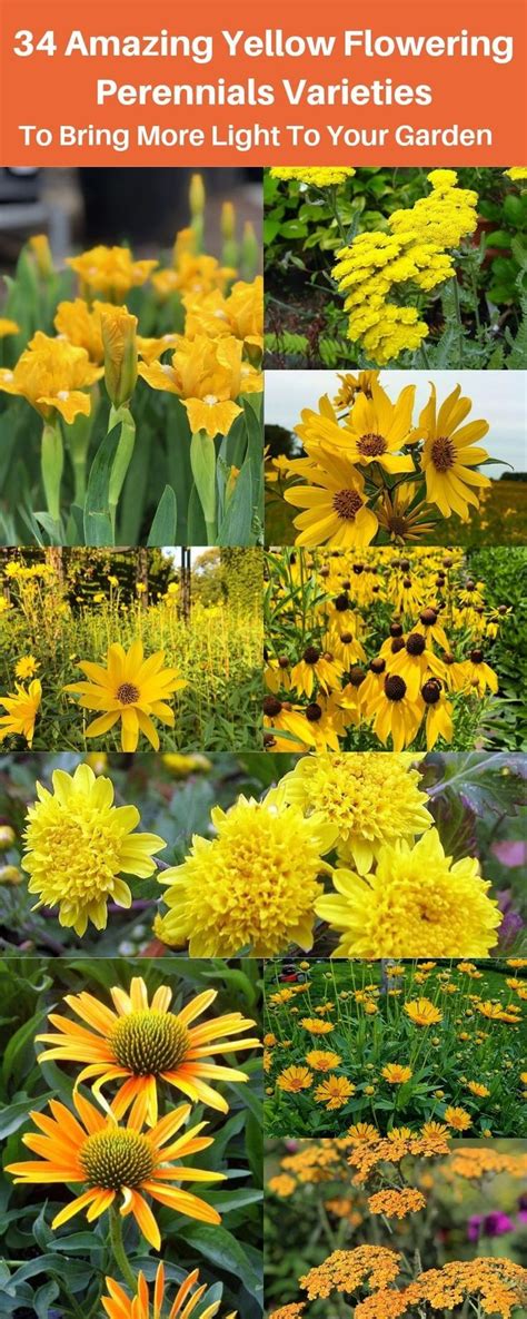Want A Dash Of Life And Sunshine In Your Garden These Yellow