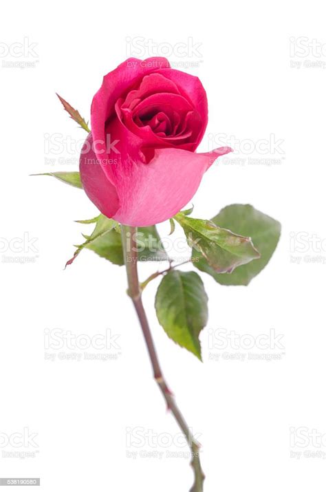 Beautiful Pink Rose Isolated On White Background Stock Photo Download