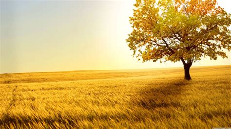Lone Autumn Tree High Definition Wallpapers High
