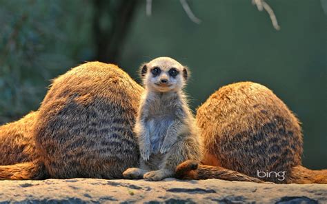 1920x1200 Free Wallpaper And Screensavers For Meerkat With Images