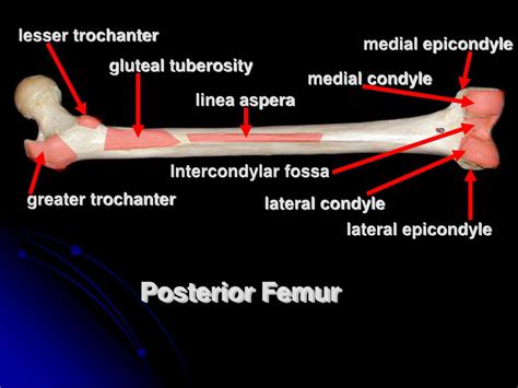 Ppt Appendicular Skeleton Pelvic Girdle And Lower Limb Powerpoint