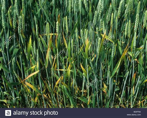 http://www.alamy.com/stock-photo-bydv-barley-yellow-dwarf-virus-symptoms-in-maturing-wheat-crop-27386076.html