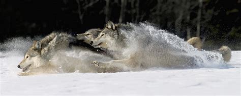 Pack Of Grey Wolves Running Through Photograph By John Hyde Pixels