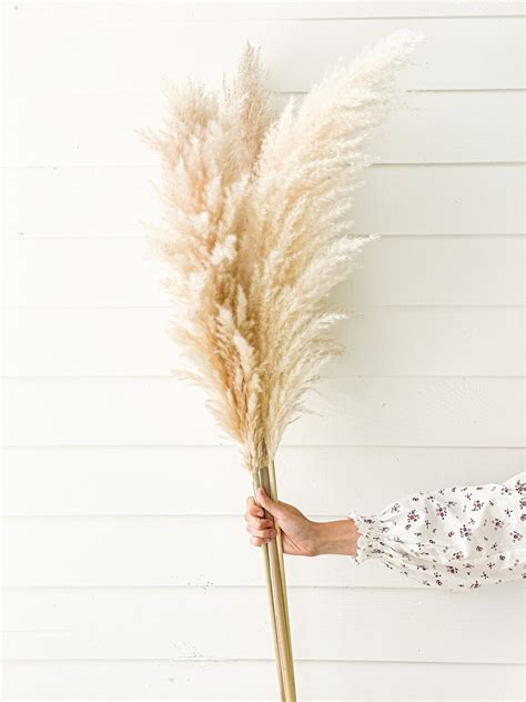 Dried Pampas Grass Tall Big 4 Stems 48 4ft Length Etsy
