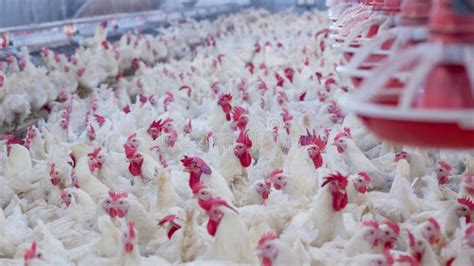 Poultry Farm With Broiler Breeder Chicken Stock Image Image Of Husbandry Eating 125150251