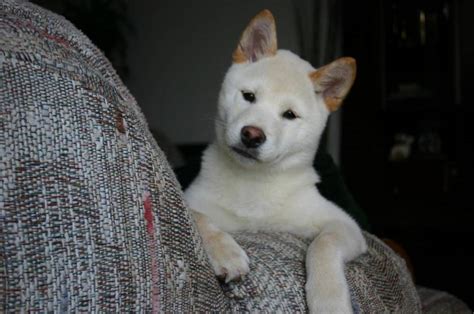 The White Sheba Shiba Inu Shiba Dogs