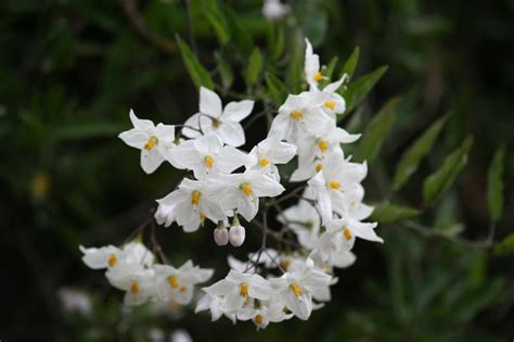 White flowers names in hindi. Friday Flowers- Small White Flowers - Travel Tales from ...