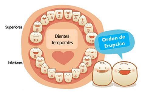 Dientes De Leche ⇒ ↓¿cuándo Salen Y Se Caen↓