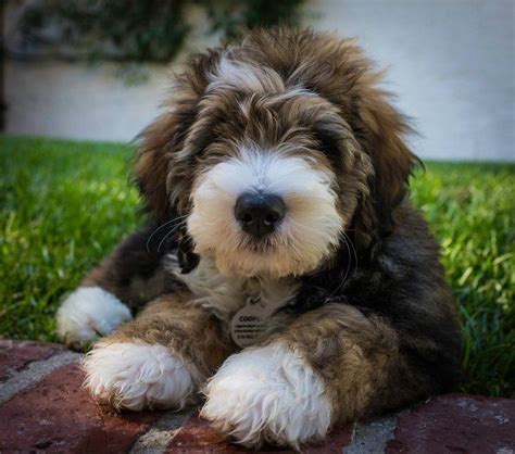 We have bernedoodle puppies available!! IMG_3911.JPG | Bernedoodle, Bernedoodle puppy, Dog breeder