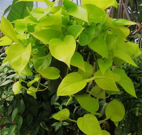 Jual Tanaman Sirih Gading Kuning Neon Pothos Di Lapak Bb Plant Bbplant