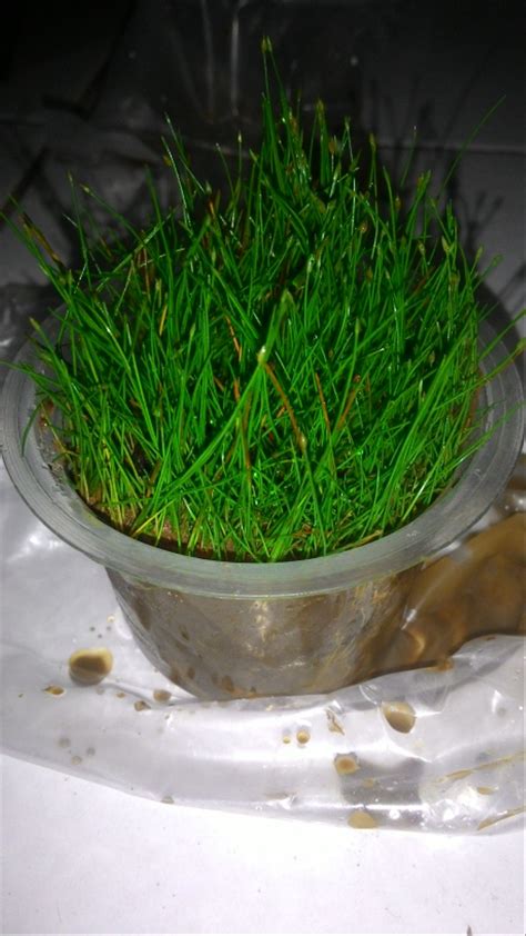 My experience of this plant (carpet. Jual Hair grass tanaman tumbuhan air aquascape di lapak ...