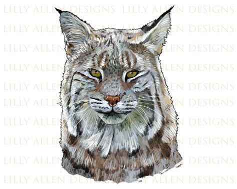 Bobcat And Clipart