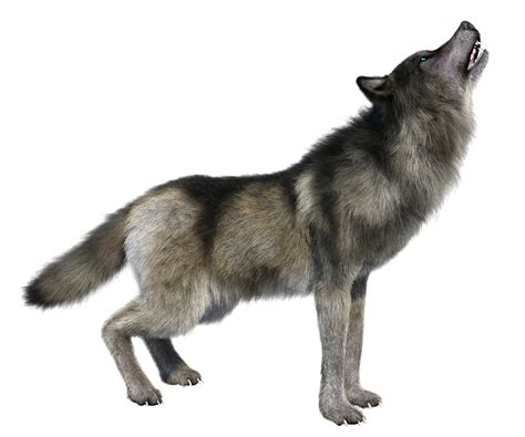 Howling Wolf Png Hd Image Transparent