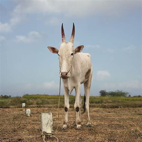 The Sacred Spirit Of Cattle Captured In Beguiling Photos