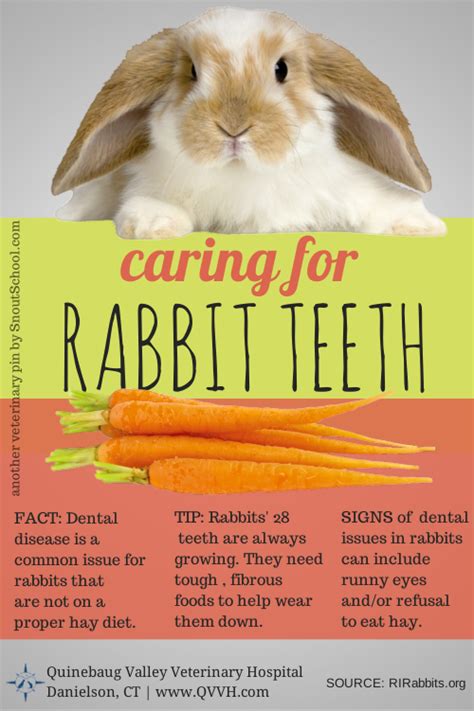 Rabbit And Bunny Dental Care Tips How To Keep Bunnies Teeth Healthy