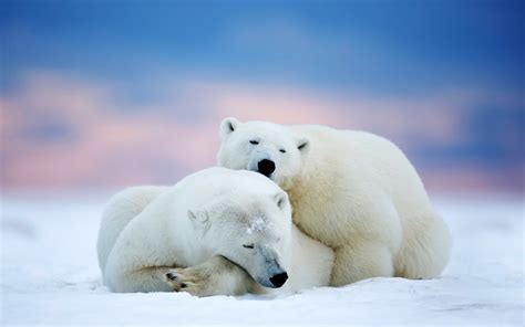 Polar Bears Arctic Alaska Animal Widescreen Wallpaper