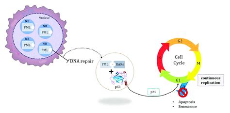 Pml Rarα Interaction With P53 Interrupting Dna Repair And Apoptosis