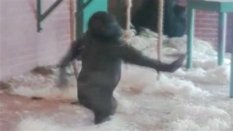 A Dancing Gorilla Video Goes Viral With More Than One Million People Viewing The Pirouetting
