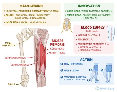 Biceps Femoris What Is It Location Action And More Osmosis