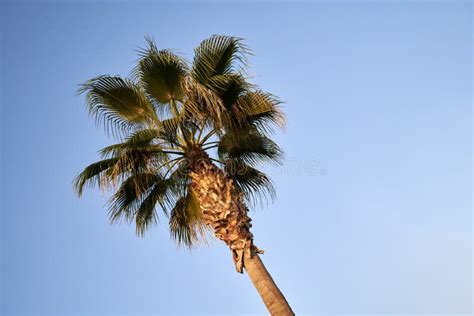 Tropical Palm Tree With Orange Berries Viewed From Below Against Blue