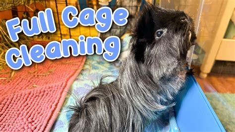 Saturday Morning Guinea Pig Cage Cleaning Routine YouTube