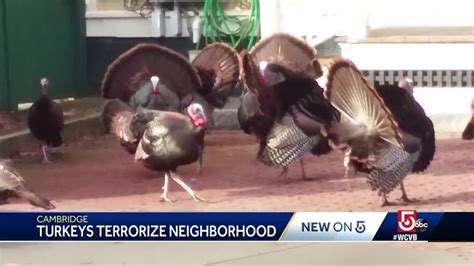 Turkey Terror Aggressive Turkeys Terrorizing People In Neighborhood