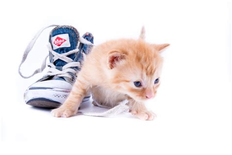 Cute Little Cat In Shoes Free Stock Photo Public Domain Pictures