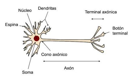 La Neurona Morfología Y Estructura