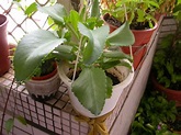 多肉植物~蕾絲公主(子寶草)(六張圖)＠我的空中花園(1)｜PChome Online 個人新聞台