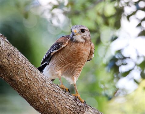 Red Shouldered Hawk Audubon Field Guide